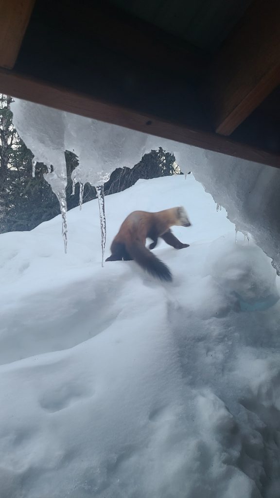 Alaska Big Game Hunting Wolverine Photo