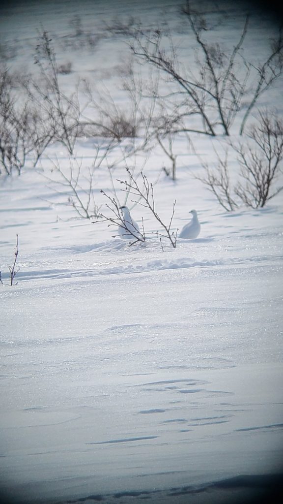 Beautiful Scenery - Alaska Big Game Hunting Spring Hunt