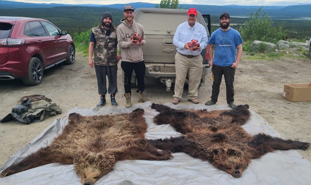 Bear Hides after successful Alaska Bear Hunt with Alaska Big Game Hunting