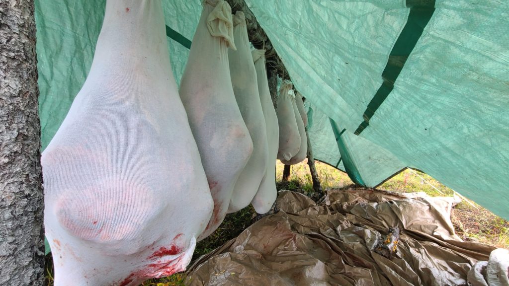 Hanging meat sacks after hunt with Alaska Big Game Hunting