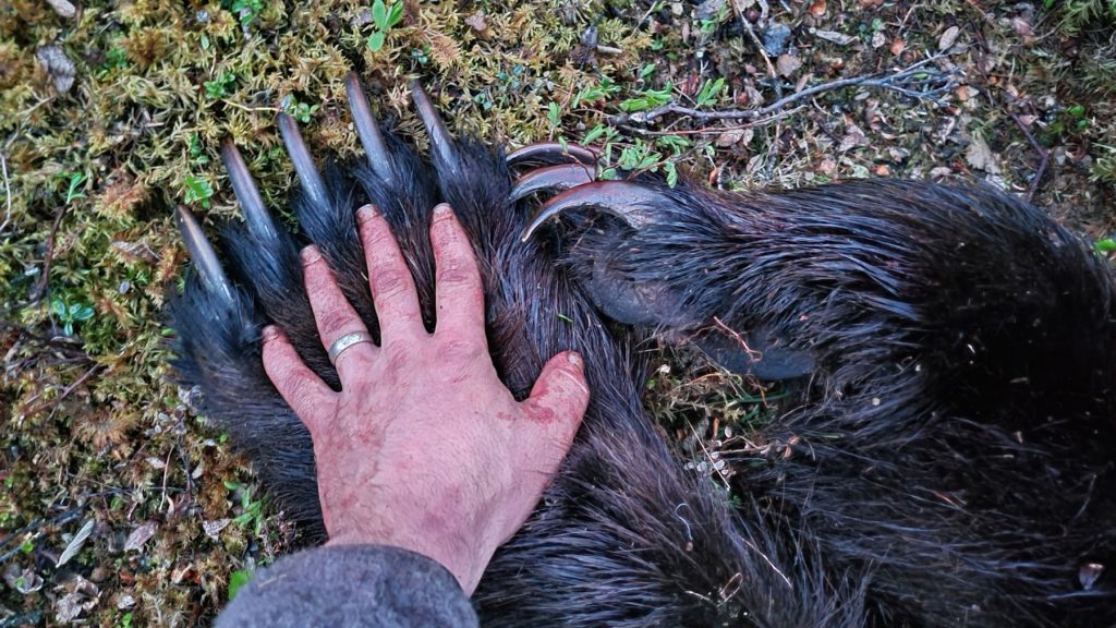 Huge Bear Paw - Alaska Big Game Hunt